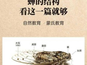 绍蝉的两个球有何作用？如何抓住绍蝉的两个球？