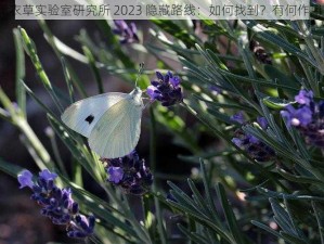 薰衣草实验室研究所 2023 隐藏路线：如何找到？有何作用？