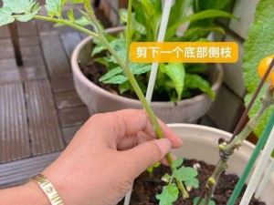 欧式 72 种扦插法的注意事项：教你轻松学会植物繁殖