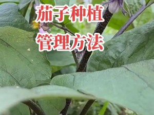 茄子 123 安装与配置：详细步骤与实用指南