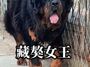 张柔和两只藏獒的故事是什么(张柔和两只藏獒的感人故事)