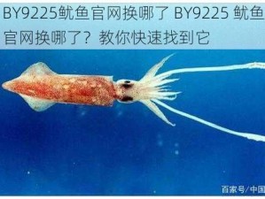 BY9225鱿鱼官网换哪了 BY9225 鱿鱼官网换哪了？教你快速找到它