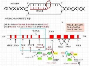 为什么 RNA 与 DNA 会配对？有哪些方法可以实现？