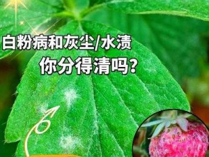 草莓湿漉漉是好事还是恶性 草莓湿漉漉是好事还是恶性？