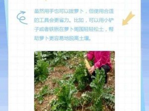 养生拔萝卜是拔哪里？怎么拔？有哪些注意事项？