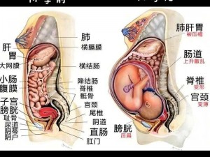 帝王怀孕肚腹为何会挺起？