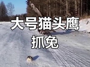 猫头鹰抓捕技巧大揭秘，你知道多少？