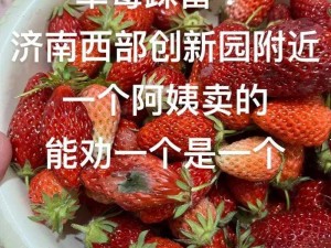 为什么找不到草莓视频官网？如何快速找到草莓视频官网？草莓视频官网为什么打不开？