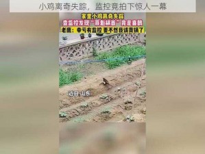 小鸡离奇失踪，监控竟拍下惊人一幕