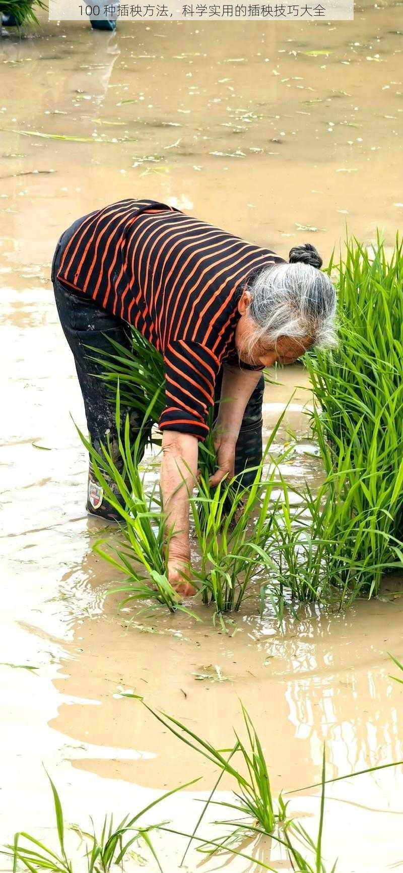 100 种插秧方法，科学实用的插秧技巧大全