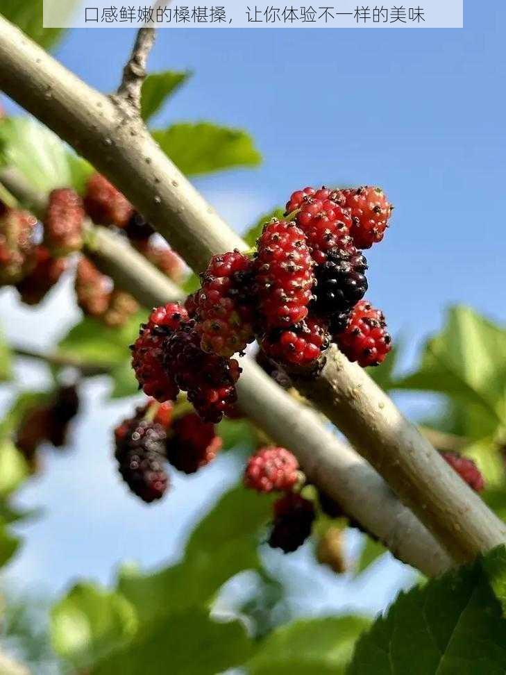 口感鲜嫩的槡椹搡，让你体验不一样的美味