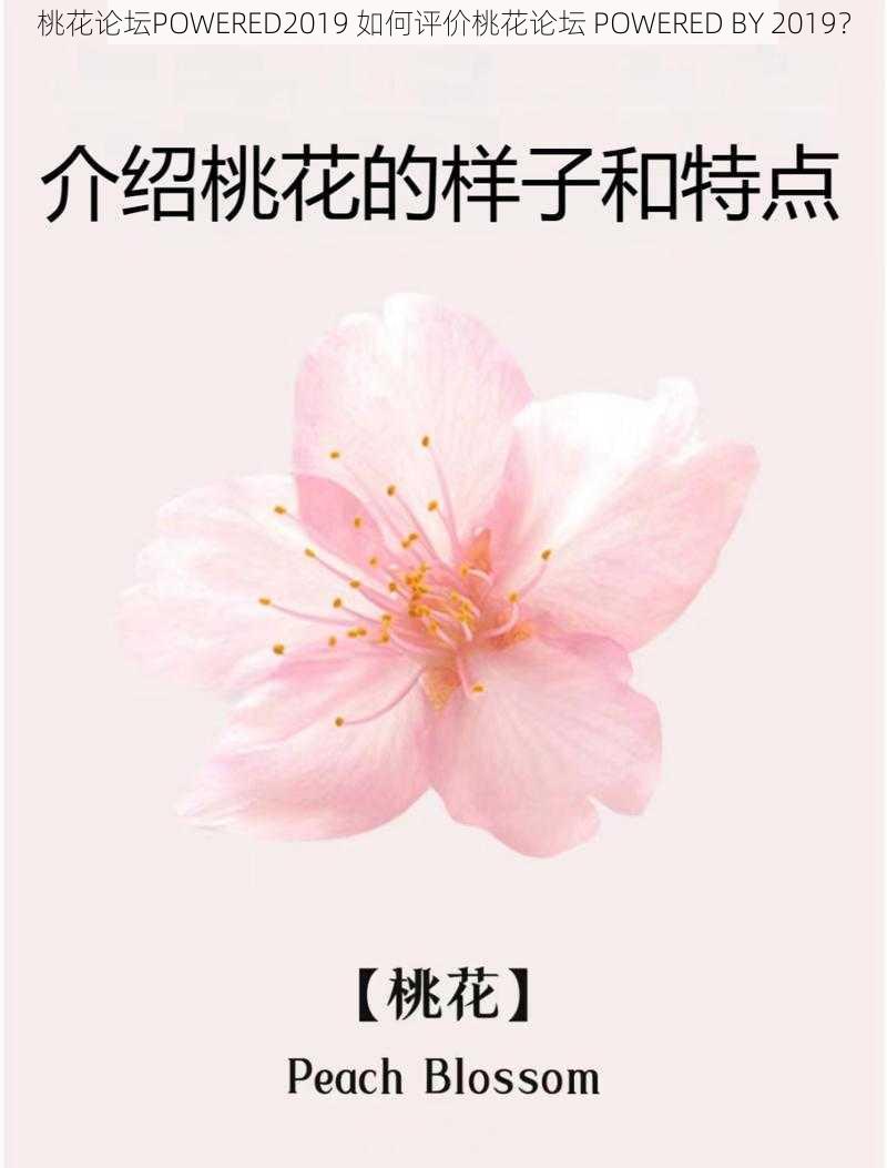 桃花论坛POWERED2019 如何评价桃花论坛 POWERED BY 2019？