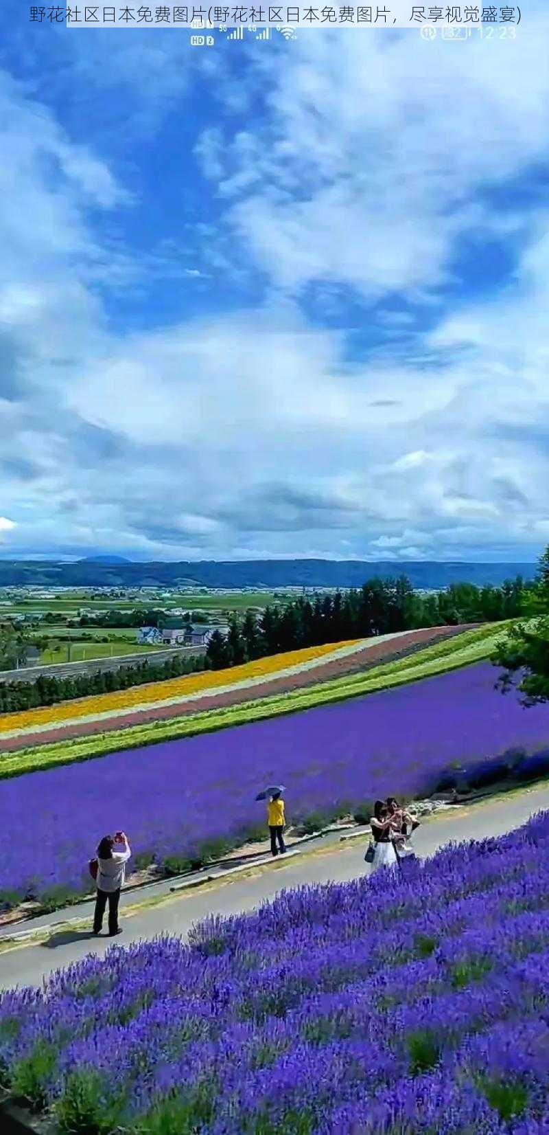 野花社区日本免费图片(野花社区日本免费图片，尽享视觉盛宴)