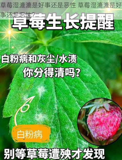 草莓湿漉漉是好事还是恶性 草莓湿漉漉是好事还是恶性？