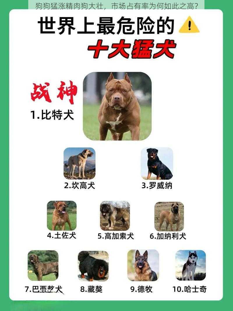 狗狗猛涨精肉狗大壮，市场占有率为何如此之高？