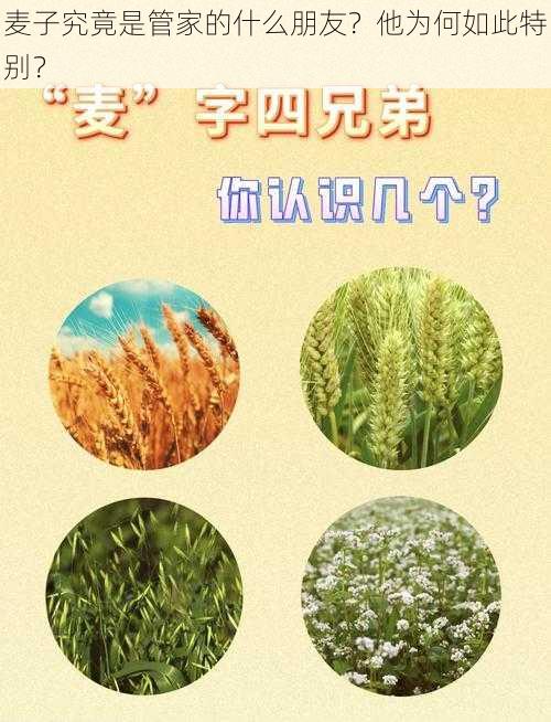 麦子究竟是管家的什么朋友？他为何如此特别？