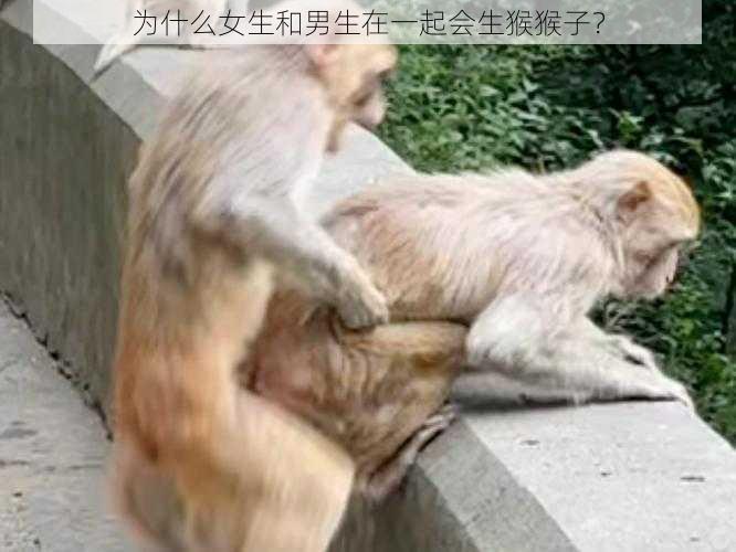 为什么女生和男生在一起会生猴猴子？