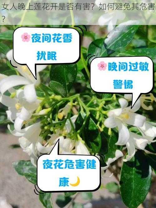 女人晚上莲花开是否有害？如何避免其危害？