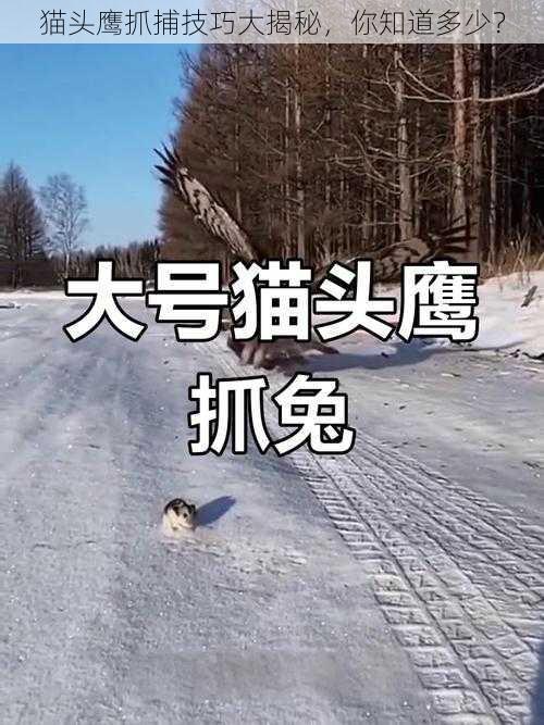 猫头鹰抓捕技巧大揭秘，你知道多少？