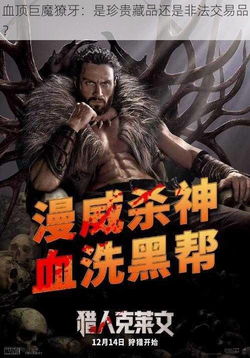 血顶巨魔獠牙：是珍贵藏品还是非法交易品？