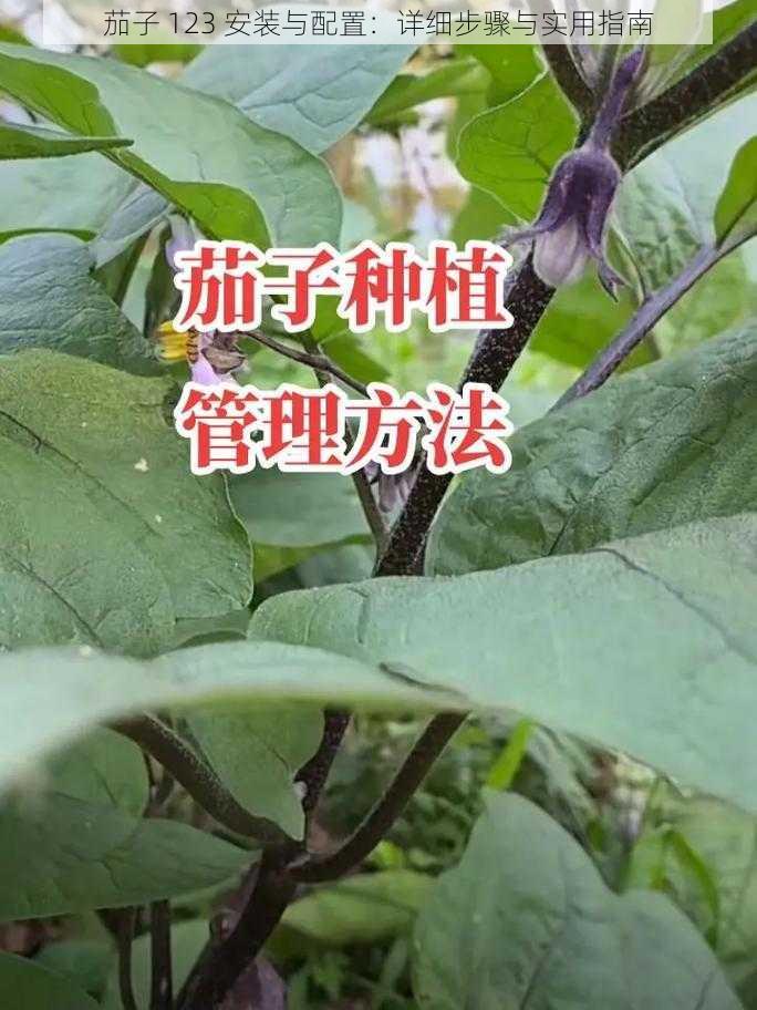 茄子 123 安装与配置：详细步骤与实用指南